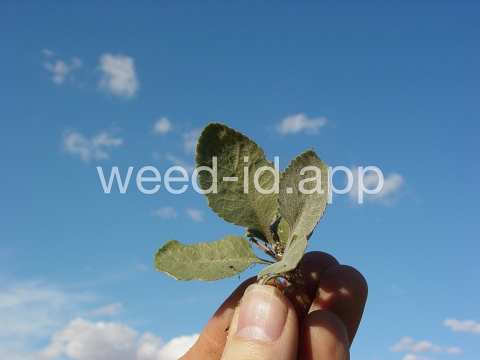 pepperweed, perennial